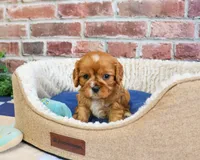 AKC Desmond, a male Cavalier King Charles Spaniel for sale in Syracuse, IN – 4 of 4