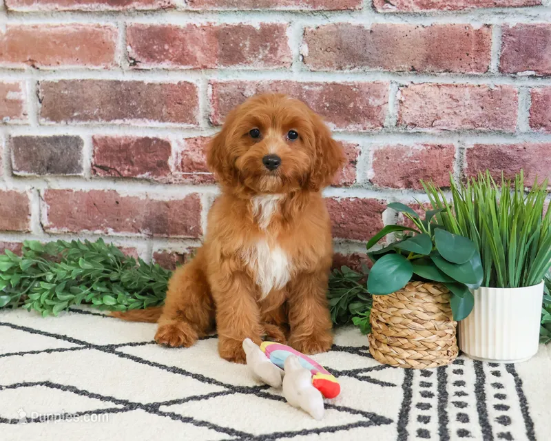 F1B Kelsie  – Cavapoo puppy for sale in Syracuse, IN