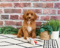 F1B Kelsie , a female Cavapoo for sale in Syracuse, IN – 1 of 10