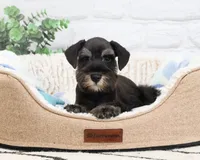 AKC Louie , a male Miniature Schnauzer for sale in Syracuse, IN – 3 of 10