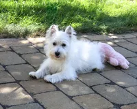 AKC Caroline, a female West Highland White Terrier for sale in Syracuse, IN – 2 of 10