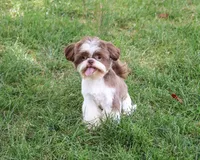 AKC Andre , a male Shih Tzu for sale in Syracuse, IN – 4 of 10