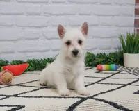 AKC Quincey , a female West Highland White Terrier for sale in Syracuse, IN – 4 of 10