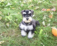 AKC Jefferson, a male Miniature Schnauzer for sale in Syracuse, IN – 2 of 6