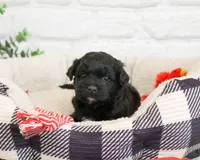 Draco , a male Shihpoo for sale in Syracuse, IN – 2 of 4