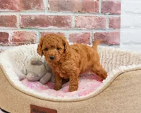 F1B Chanel, a female Cavapoo for sale in Syracuse, IN – 3 of 5