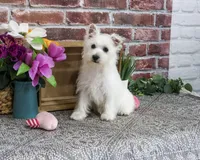 AKC Delight, a female West Highland White Terrier for sale in Syracuse, IN – 2 of 10