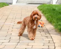 F1B Charles, a male Cavapoo for sale in Syracuse, IN – 4 of 10