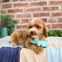 AKC Rhett , a male Poodle - Miniature  for sale in Syracuse, IN – Photo 3 of 9