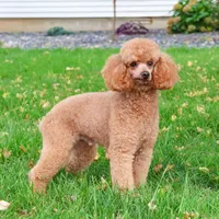 AKC Rhett , a male Poodle - Miniature  for sale in Syracuse, IN – Photo 9 of 9