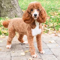AKC Rhett , a male Poodle - Miniature  for sale in Syracuse, IN – Photo 8 of 9
