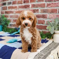 AKC Rhett , a male Poodle - Miniature  for sale in Syracuse, IN – Photo 4 of 9