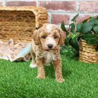 AKC Rhett , a male Poodle - Miniature  for sale in Syracuse, IN – Photo 5 of 9