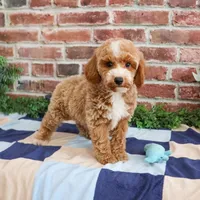 AKC Rhett , a male Poodle - Miniature  for sale in Syracuse, IN – Photo 1 of 9