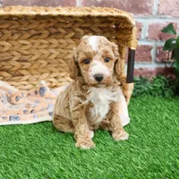AKC Rhett , a male Poodle - Miniature  for sale in Syracuse, IN – Photo 6 of 9