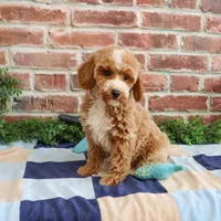 AKC Rhett , a male Poodle - Miniature  for sale in Syracuse, IN – Photo 2 of 9
