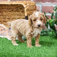 AKC Rhett , a male Poodle - Miniature  for sale in Syracuse, IN – Photo 7 of 9