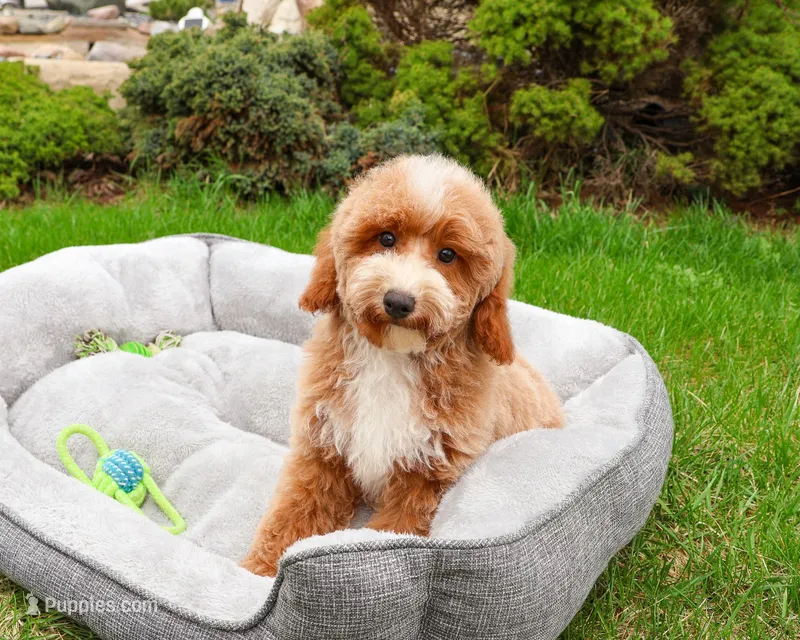 AKC Rhett  – Poodle - Miniature  puppy for sale in Syracuse, IN