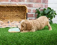 AKC Rhett , a male Poodle - Miniature  for sale in Syracuse, IN – Photo 5 of 7