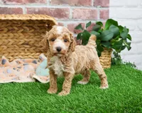 AKC Rhett , a male Poodle - Miniature  for sale in Syracuse, IN – Photo 2 of 7