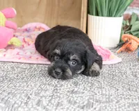 AKC Tessa , a female Miniature Schnauzer for sale in Syracuse, IN – 2 of 6