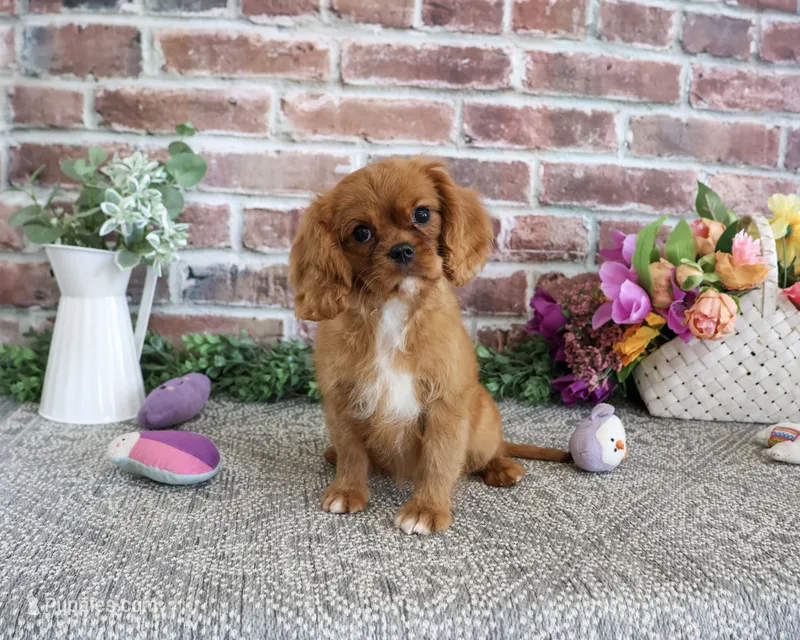 AKC Dreamer – Cavalier King Charles Spaniel puppy for sale in Syracuse, IN