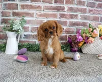 AKC Dreamer, a female Cavalier King Charles Spaniel for sale in Syracuse, IN – 1 of 10