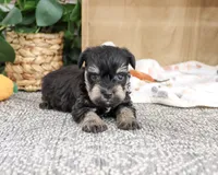 AKC Chief, a male Miniature Schnauzer for sale in Syracuse, IN – 3 of 4
