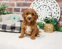 F1B Illius , a male Cavapoo for sale in Syracuse, IN – 5 of 8