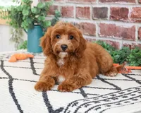 F1B Illius , a male Cavapoo for sale in Syracuse, IN – 4 of 10