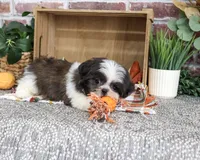 AKC Abel, a male Shih Tzu for sale in Syracuse, IN – 4 of 10