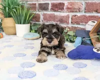 AKC Luther , a male Miniature Schnauzer for sale in Syracuse, IN – 6 of 6