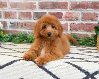 F1B Matilda , a female Cavapoo for sale in Syracuse, IN – 3 of 10
