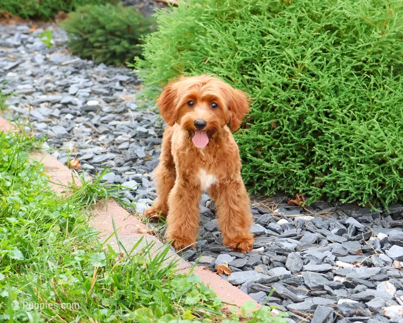 F1B Kelsie  – Cavapoo puppy for sale in Syracuse, IN