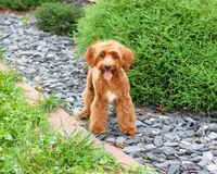F1B Kelsie , a female Cavapoo for sale in Syracuse, IN – 1 of 10