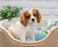 AKC Keanu , a male Cavalier King Charles Spaniel for sale in Syracuse, IN – 2 of 9
