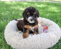 F1B Willow, a female Saint Berdoodle for sale in Syracuse, IN – 5 of 5
