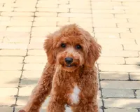 F1B Matilda , a female Cavapoo for sale in Syracuse, IN – 5 of 10