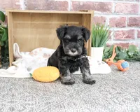 AKC Thornton, a male Miniature Schnauzer for sale in Syracuse, IN – 3 of 5
