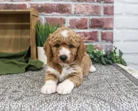 F1B Lenny, a male Goldendoodle for sale in Syracuse, IN – 3 of 4