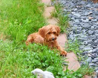 F1B Kelsie , a female Cavapoo for sale in Syracuse, IN – 4 of 10