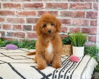 F1B Matilda , a female Cavapoo for sale in Syracuse, IN – 5 of 10