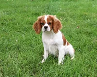 AKC Keanu , a male Cavalier King Charles Spaniel for sale in Syracuse, IN – 3 of 10