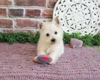 AKC Bonnie, a female West Highland White Terrier for sale in Syracuse, IN – 9 of 10