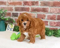 F1 Clover , a male Cavapoo for sale in Syracuse, IN – 2 of 7
