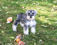 AKC Roosevelt, a male Miniature Schnauzer for sale in Syracuse, IN – 5 of 6