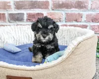AKC Jimmy, a male Miniature Schnauzer for sale in Syracuse, IN – 3 of 6