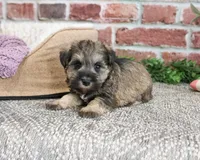 AKC Kimber, a female Miniature Schnauzer for sale in Syracuse, IN – Photo 5 of 9