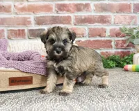 AKC Kimber, a female Miniature Schnauzer for sale in Syracuse, IN – Photo 4 of 9
