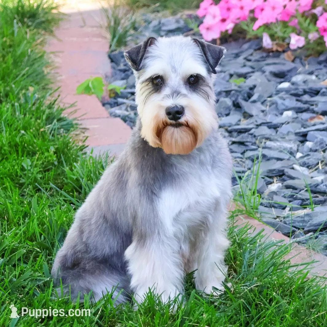AKC Kimber, a female Miniature Schnauzer for sale in Syracuse, IN – Photo 8 of 9